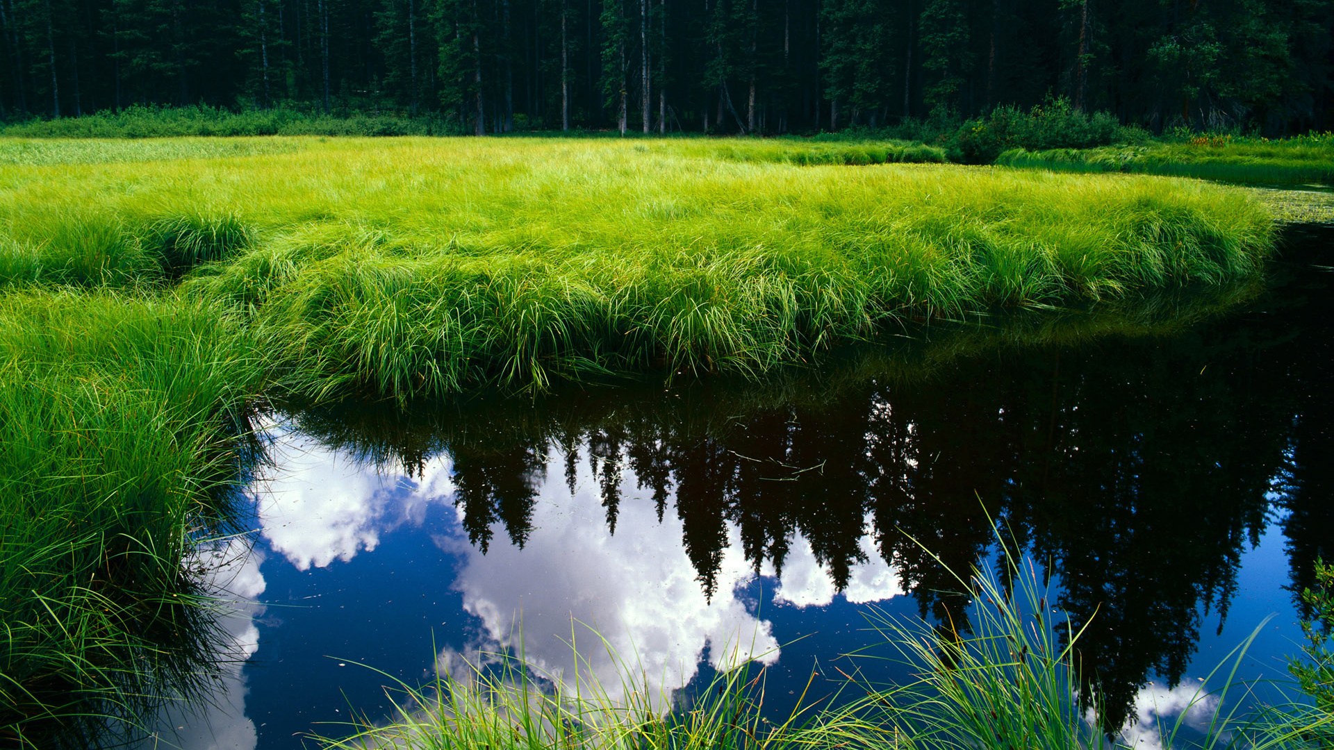 非洲雄狮的怒吼,伊萨克全程高能输出,喀麦隆式足球如何压制银河战舰
